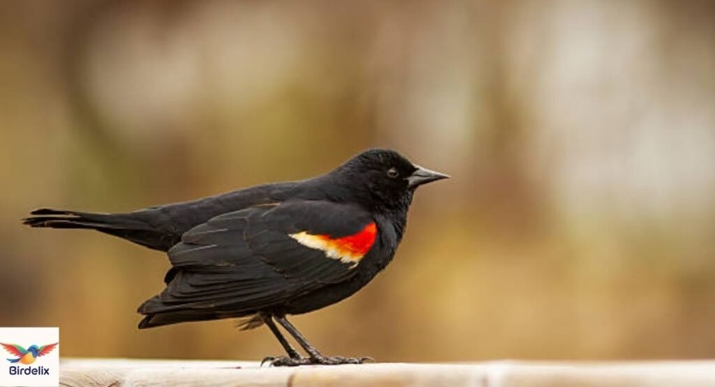 Red-winged Blackbird