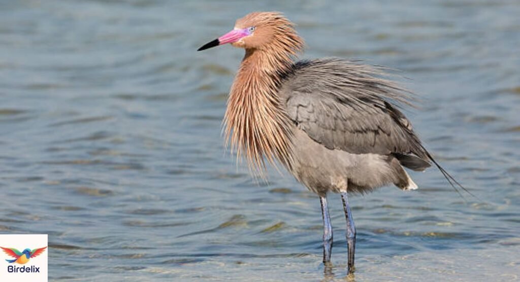 Reddish Egret