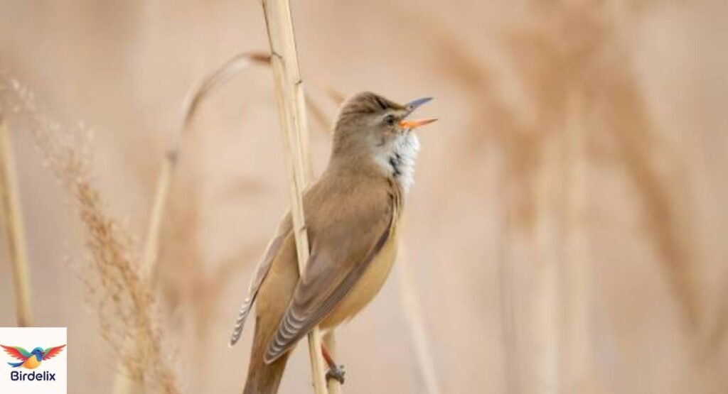 Reed Warbler