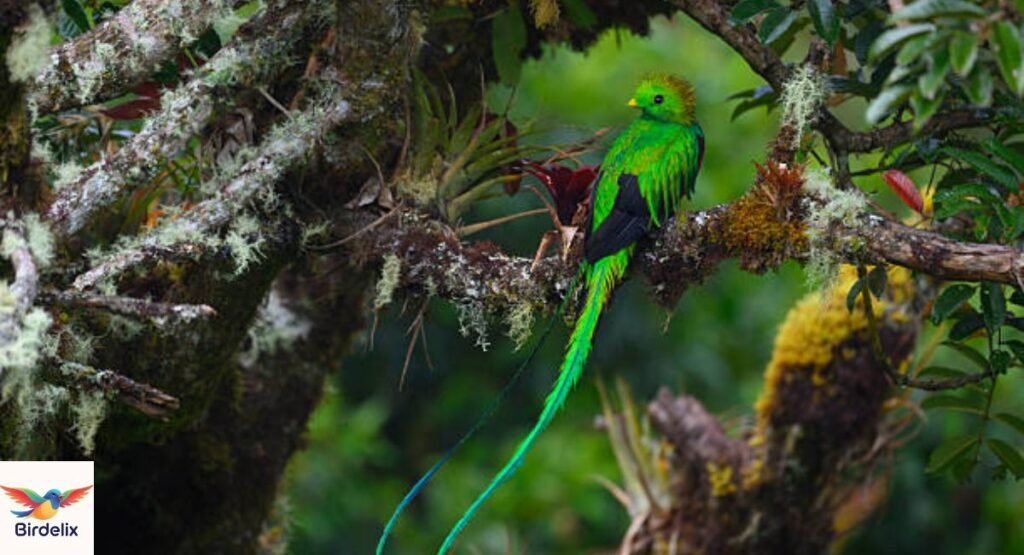 Resplendent Quetzal