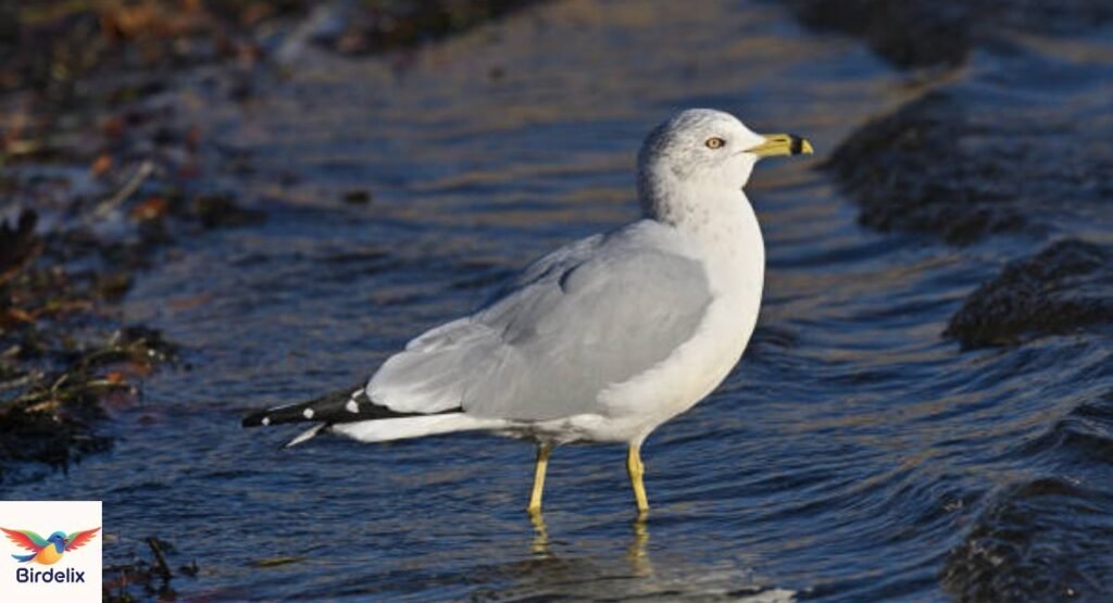  Ring-billed Gull
