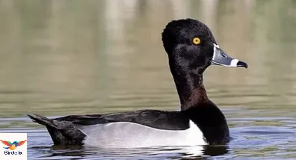 Ring-necked Duck