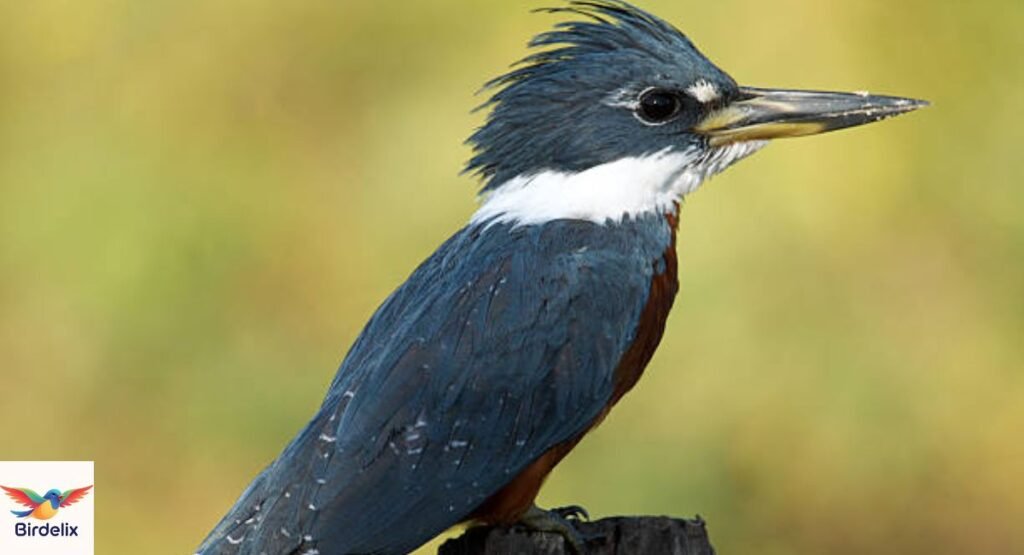 Ringed Kingfisher