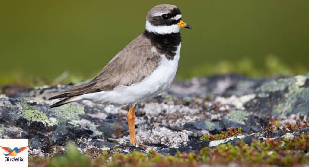 Ringed Plover