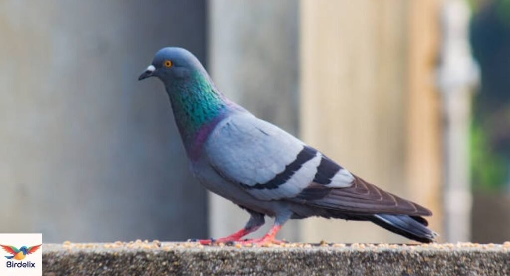 Rock Pigeon