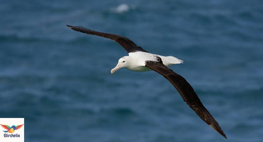 Royal Albatross