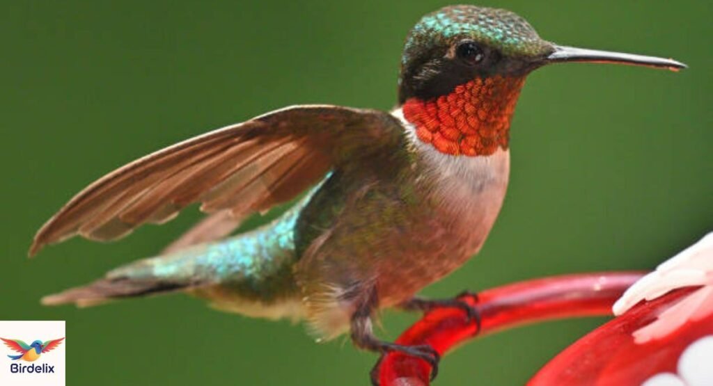 Ruby-throated Hummingbird