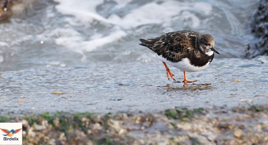 Ruddy Turnstone