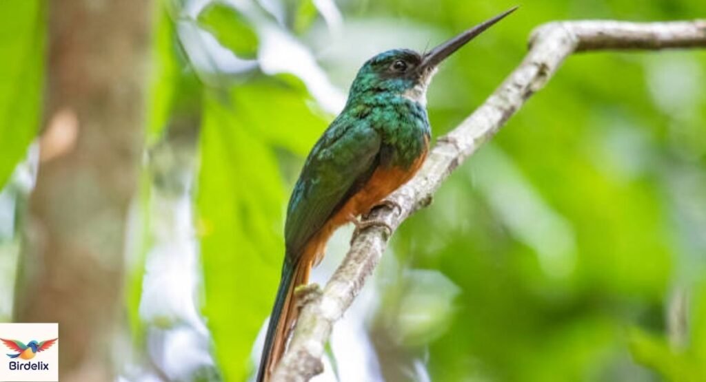 Rufous-tailed Jacamar