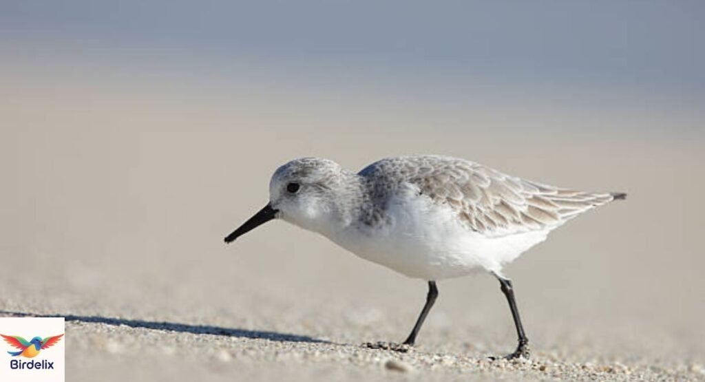 Sanderling