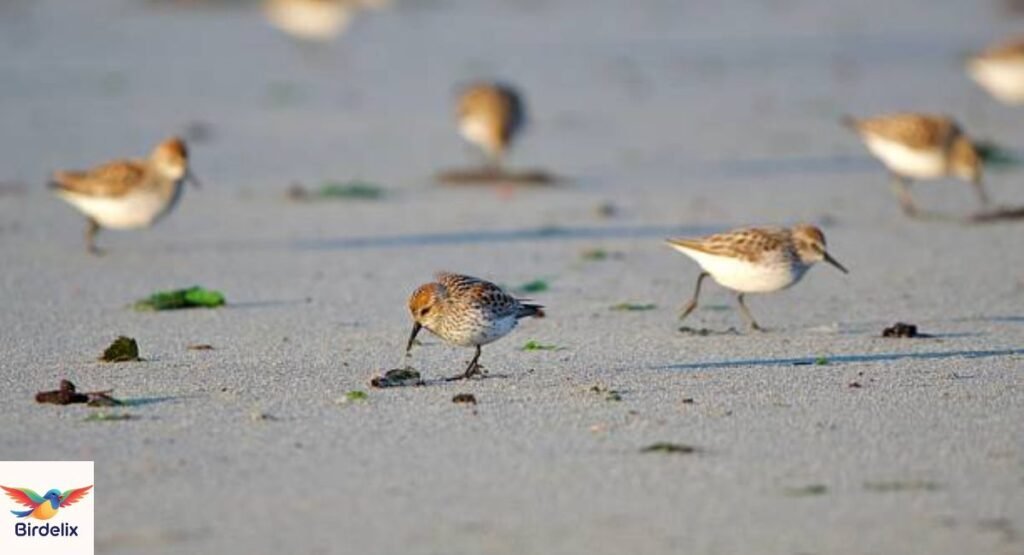 Sandpiper