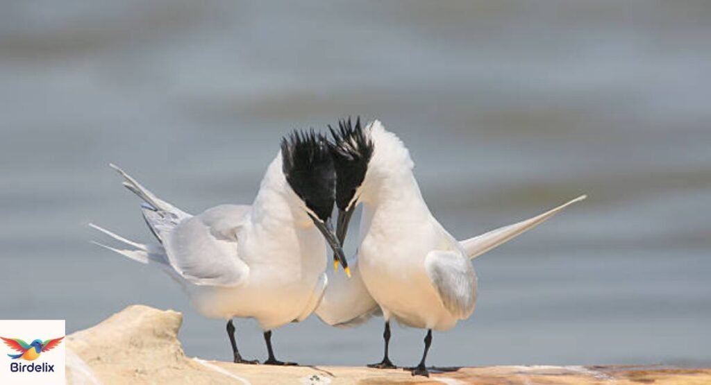 Sandwich Tern