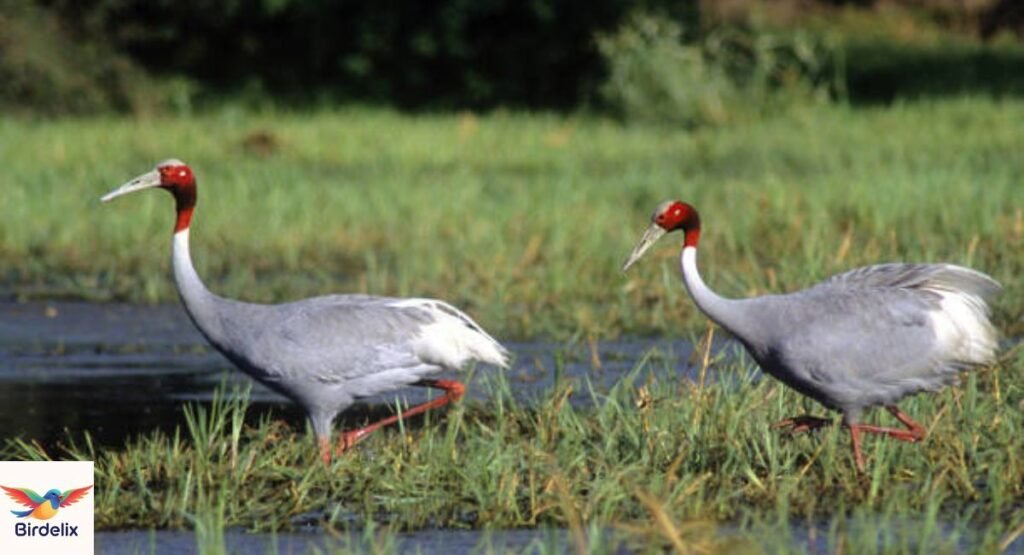 Sarus Crane