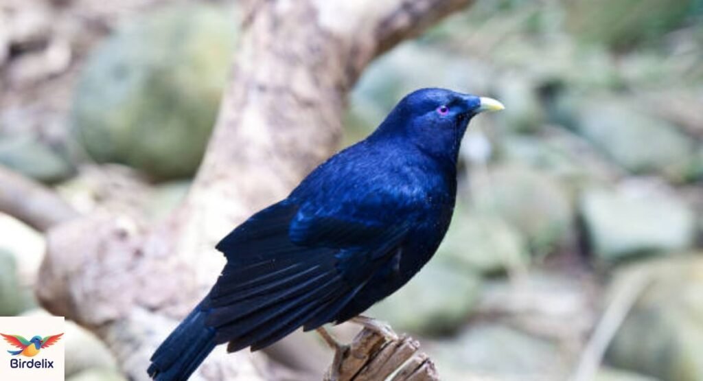 Satin Bowerbird