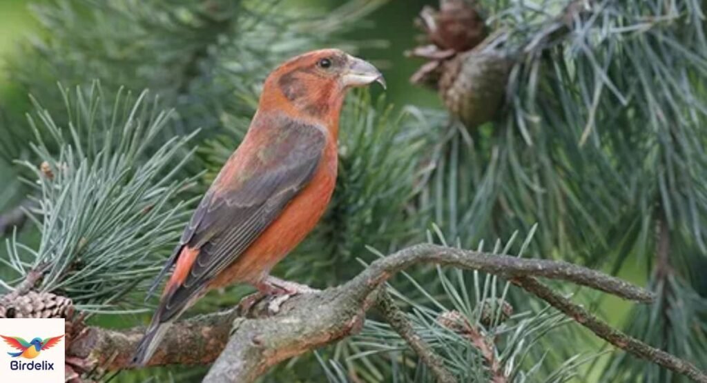 Scottish Crossbill