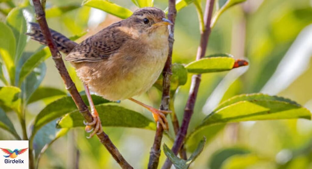 Sedge Wren