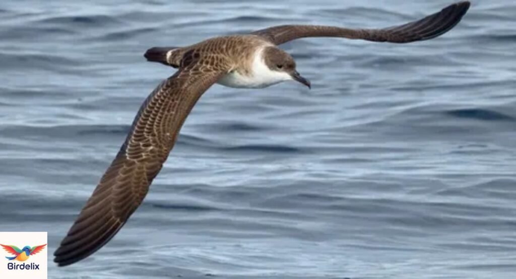 Shearwater