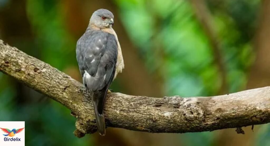 Shikra
