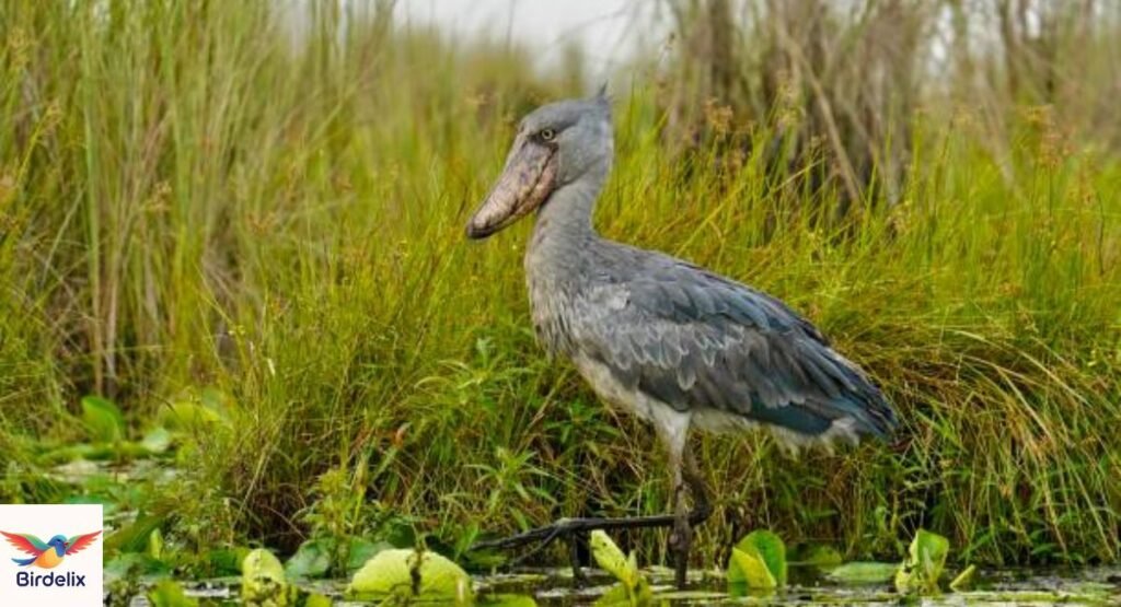 Shoebill
