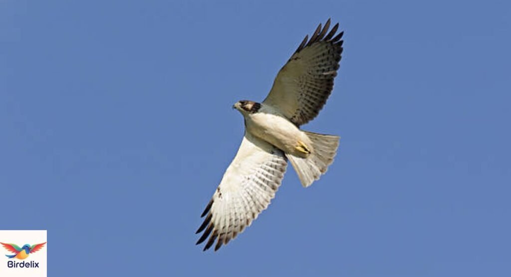 Short-tailed Hawk