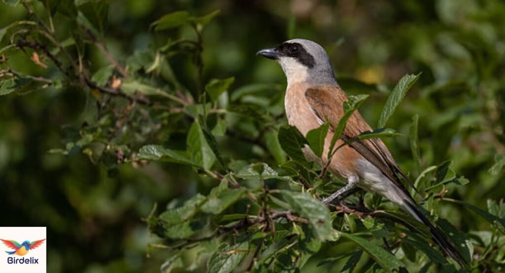Shrike