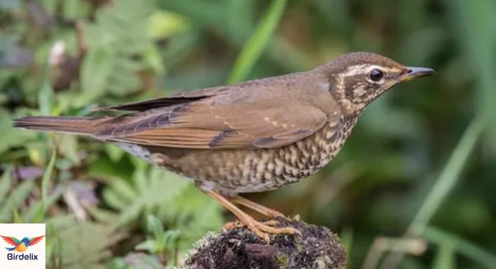Siberian Thrush