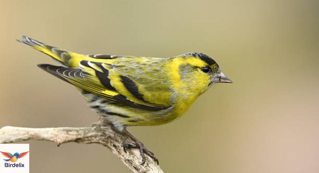 Siskin