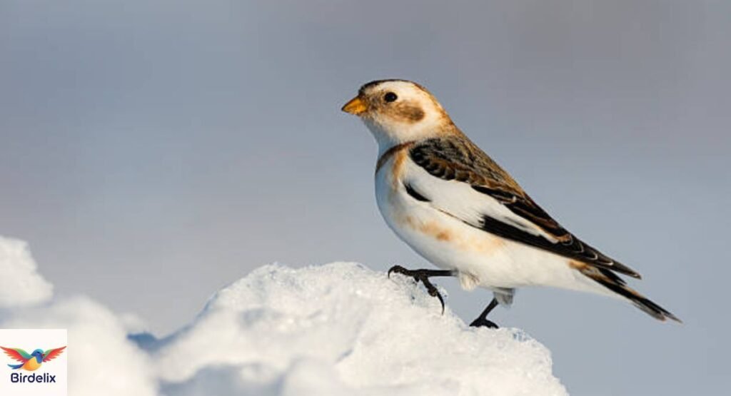 Snow Bunting