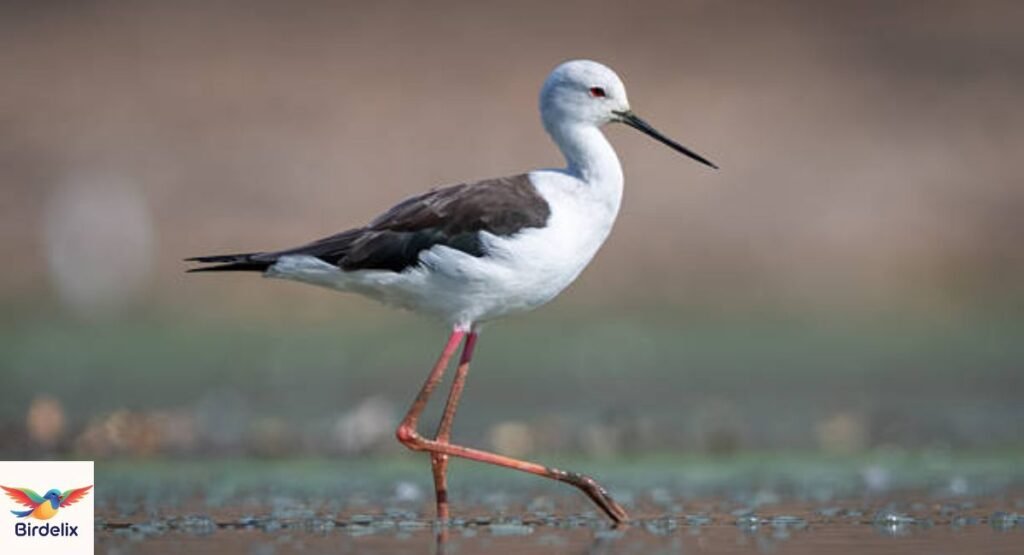 Stilt
