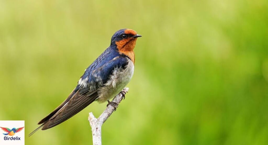 swallow