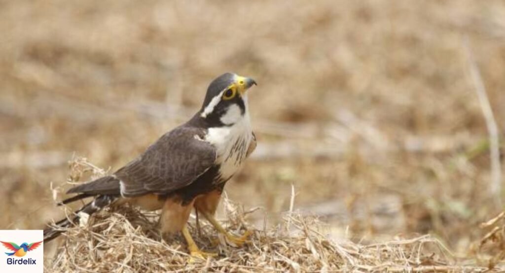Taita Falcon