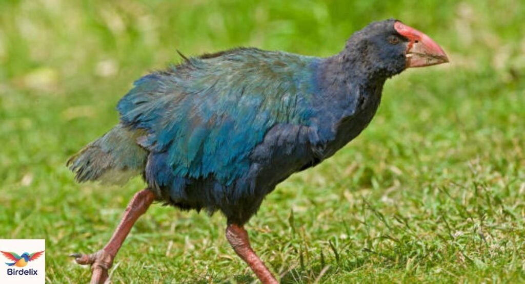 Takahe
