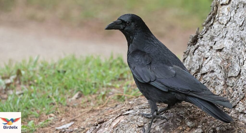 Tamaulipas Crow