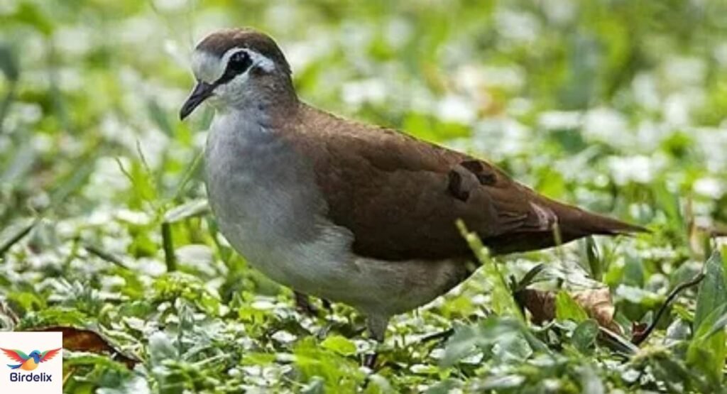 Tambourine Dove