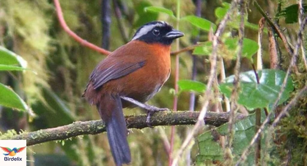 Tanager Finch