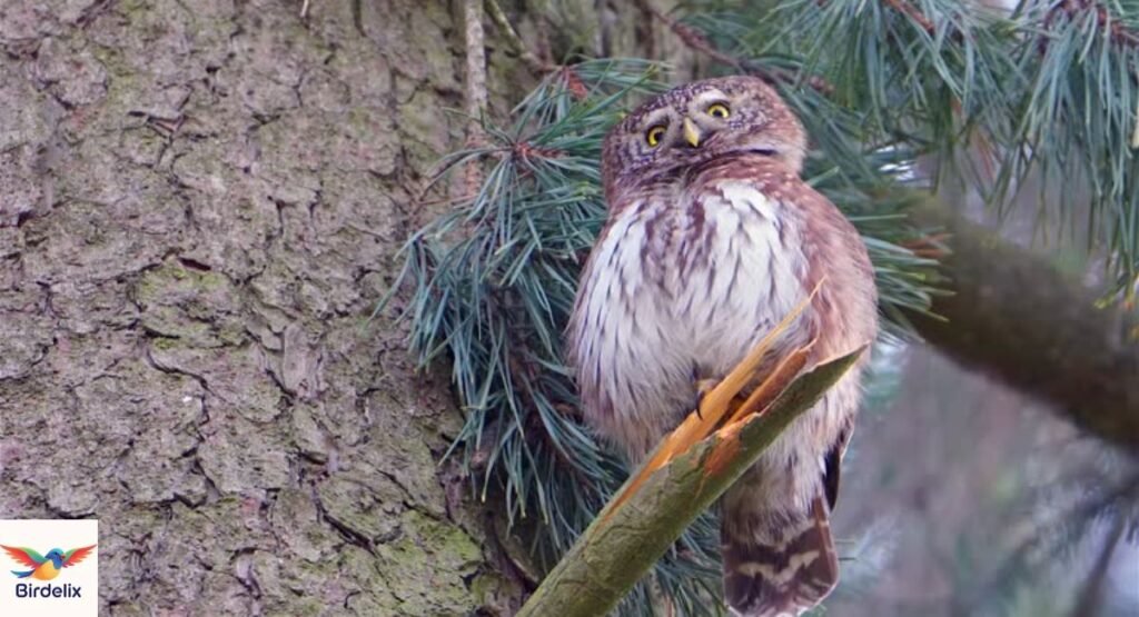 Tapanuli Owlet