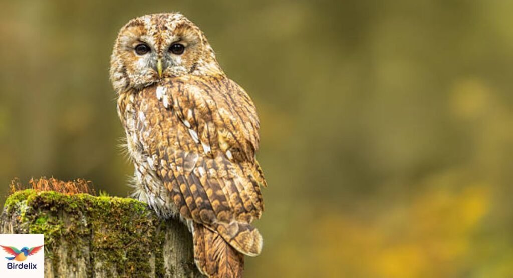 Tawny Owl