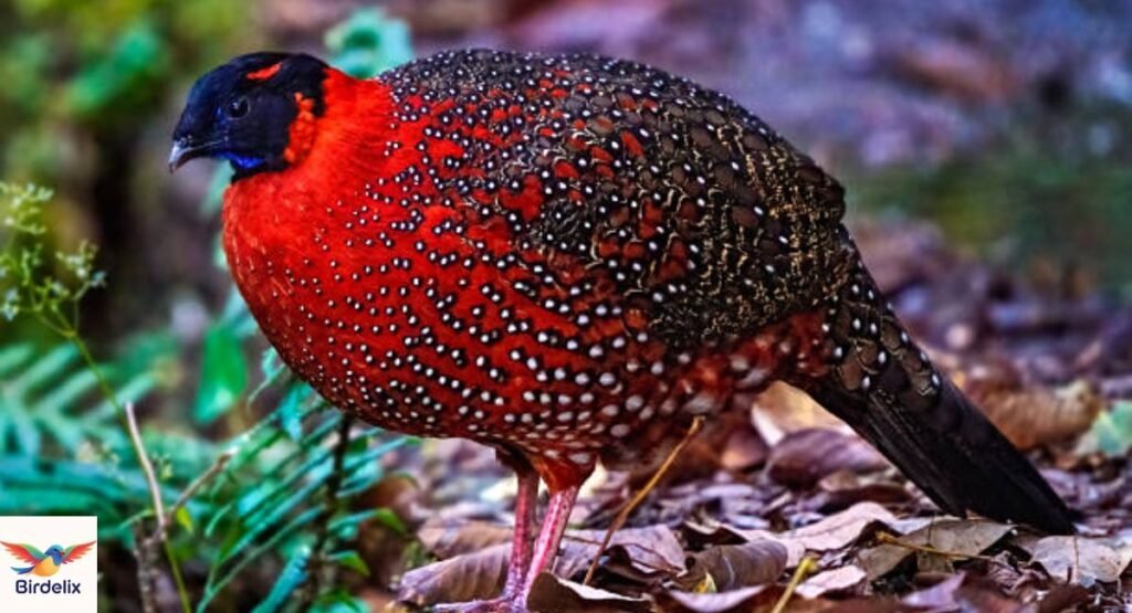Tragopan