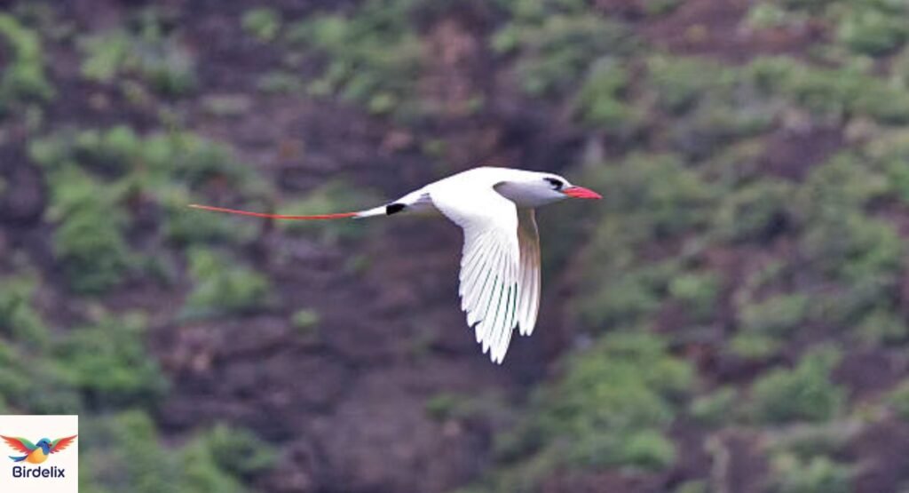 tropicbird