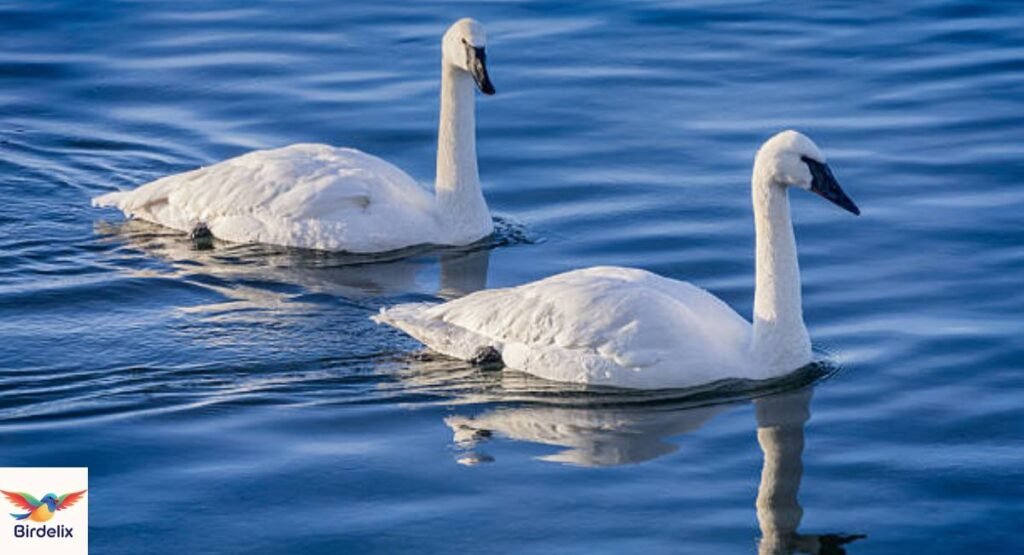 Trumpeter Swan