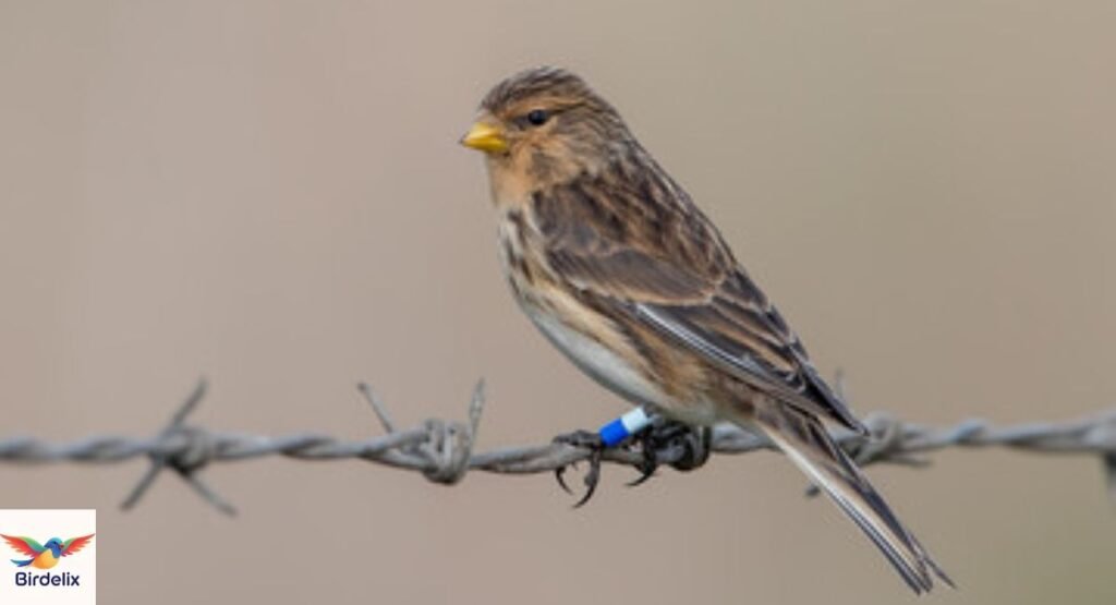 Twite