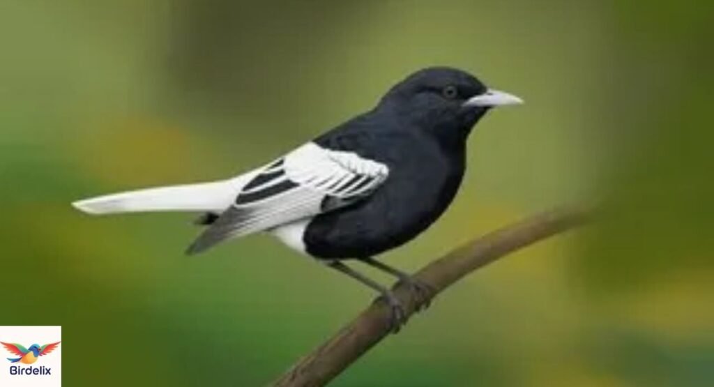 Ua Pou Monarch