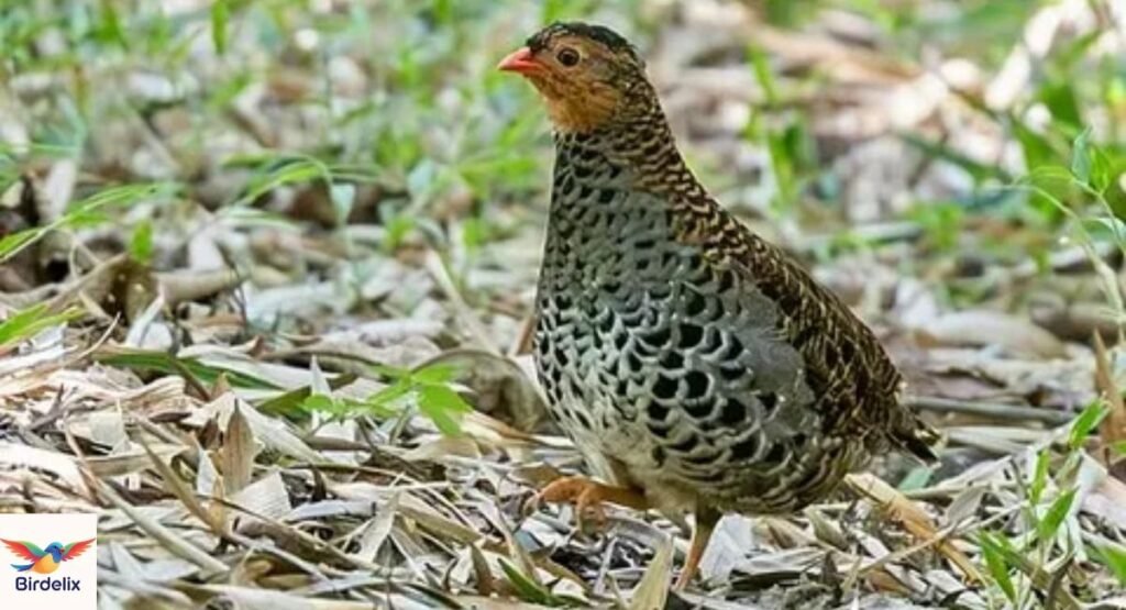 Udzungwa Forest Partridge