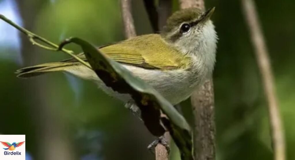 Uganda Woodland Warbler