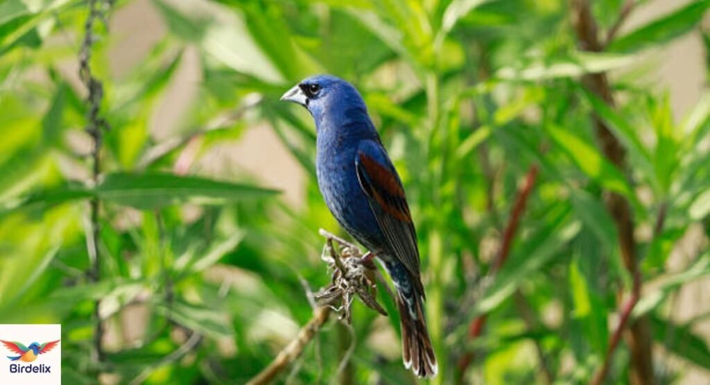 Ultramarine Grosbeak