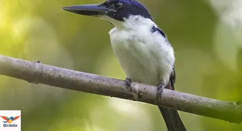 Ultramarine Kingfisher