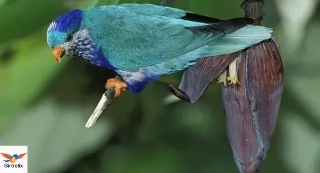 Ultramarine Lorikeet