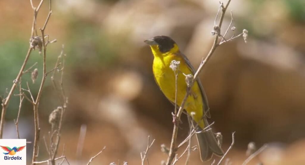 Uluguru Bushshrike