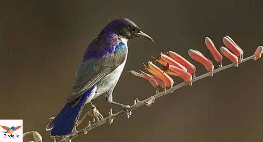 Uluguru Violet-backed Sunbird