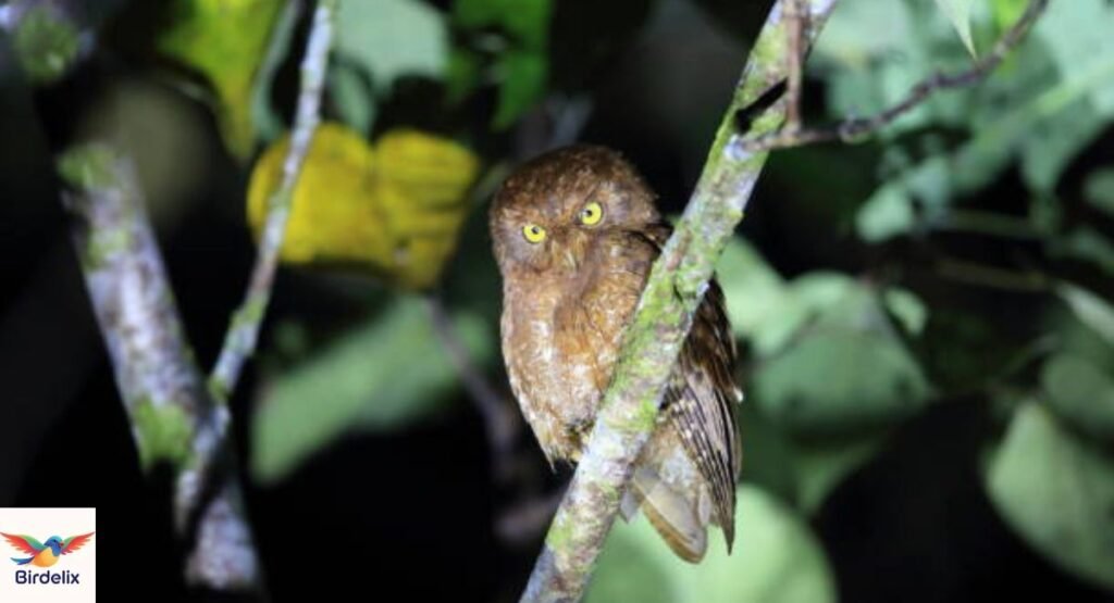Umbra Owl